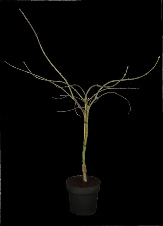 Acer palmatum 'Garnet' - 3 Ltr pot - image 2