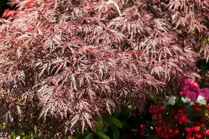 Acer palmatum 'Garnet' - 3 Ltr pot - image 5