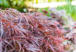 Acer palmatum 'Garnet' - 3 Ltr pot - image 4