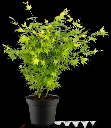 Acer palmatum 'Going Green' - 200-225 CM C45 - image 1