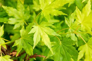 Acer palmatum 'Going Green' - 200-225 CM C45 - image 2