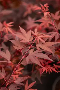 Acer palmatum 'Hime Shojo' - P8 - image 3