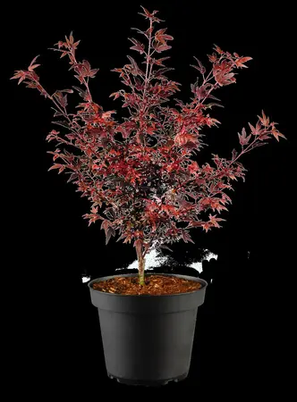 Acer palmatum 'Hime Shojo' - P8 - image 1