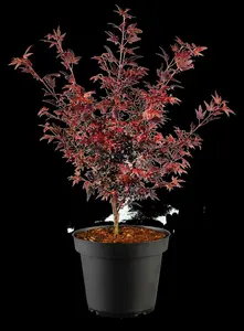 Acer palmatum 'Hime Shojo'