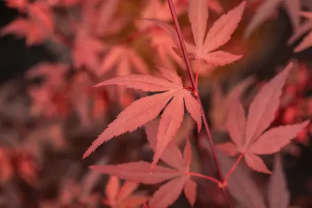 Acer palmatum 'Hime Shojo' - P8 - image 5