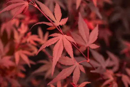 Acer palmatum 'Hime Shojo' - P8 - image 2