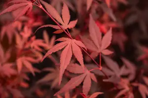 Acer palmatum 'Hime Shojo' - P8 - image 2