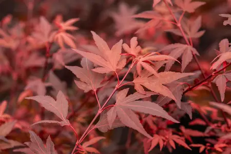 Acer palmatum 'Hime Shojo' - P8 - image 4