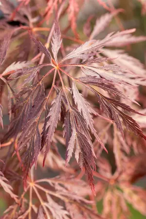 Acer palmatum 'Inaba-shidare' - 30-40 CM RB - image 5