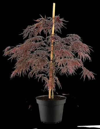 Acer palmatum 'Inaba-shidare' - 30-40 CM RB - image 2