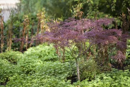 Acer palmatum 'Inaba-shidare' - 30-40 CM RB - image 1