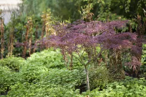 Acer palmatum 'Inaba-shidare'