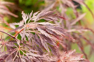 Acer palmatum 'Inaba-shidare' - 30-40 CM RB - image 3