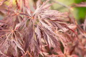 Acer palmatum 'Inaba-shidare' - 30-40 CM RB - image 4