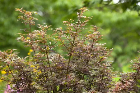 Acer palmatum 'Jerre Schwarz' - P8 - image 1