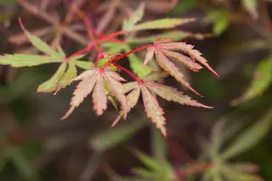 Acer palmatum 'Jerre Schwarz' - P8 - image 2