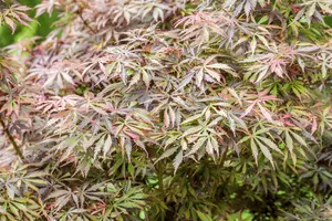 Acer palmatum 'Jerre Schwarz' - P8 - image 4