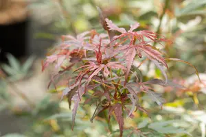 Acer palmatum 'Jerre Schwarz' - P8 - image 5