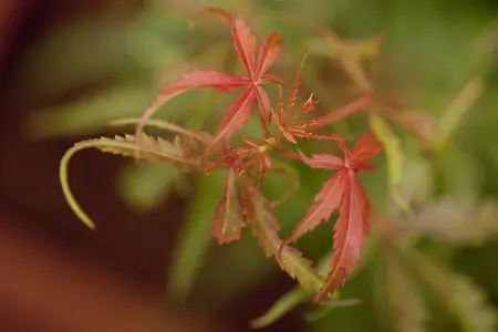 Acer palmatum 'Jerre Schwarz' - P8 - image 3