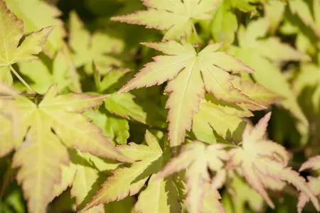 Acer palmatum 'Katsura' - 1.5 Ltr pot - image 1