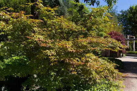 Acer palmatum 'Katsura' - 1.5 Ltr pot - image 2