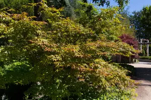 Acer palmatum 'Katsura' - 1.5 Ltr pot - image 2