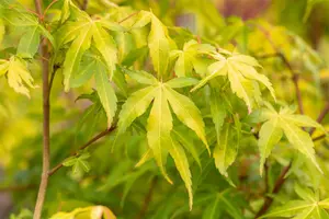 Acer palmatum 'Katsura' - 1.5 Ltr pot - image 3