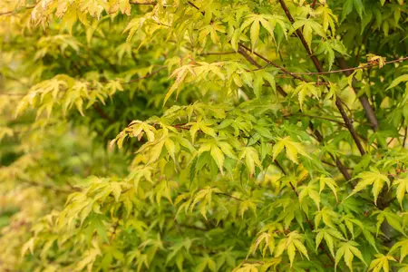 Acer palmatum 'Katsura' - 1.5 Ltr pot - image 4