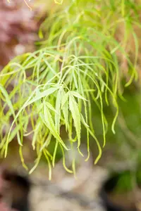 Acer palmatum 'Koto-no-ito' - 40-50 CM C5 - image 3