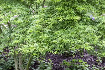 Acer palmatum 'Koto-no-ito' - 40-50 CM C5 - image 1