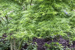 Acer palmatum 'Koto-no-ito'