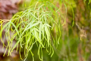 Acer palmatum 'Koto-no-ito' - 40-50 CM C5 - image 2