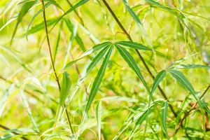 Acer palmatum 'Koto-no-ito' - 40-50 CM C5 - image 4