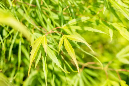 Acer palmatum 'Koto-no-ito' - 40-50 CM C5 - image 5