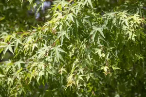 Acer palmatum 'Linearilobum' - 60-80 CM C10