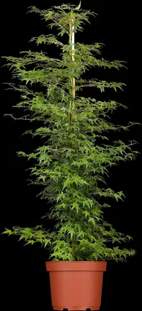 Acer palmatum 'Little Princess' - 1.5 Ltr pot - image 1