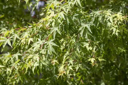 Acer palmatum 'Little Sunset' - 60 CM STEM C20