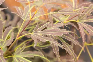 Acer palmatum 'Manyo-no-sato' - 50-60 CM C10 - image 5