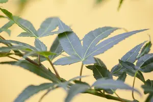 Acer palmatum 'Mikawa-yatsubusa' - 25-30 CM C3 - image 3