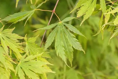 Acer palmatum 'Omuryama' - 90 CM STEM C18