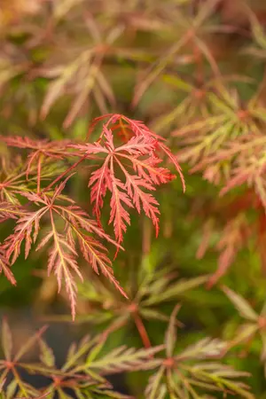 Acer palmatum 'Orangeola' - 25-30 CM C2 - image 4