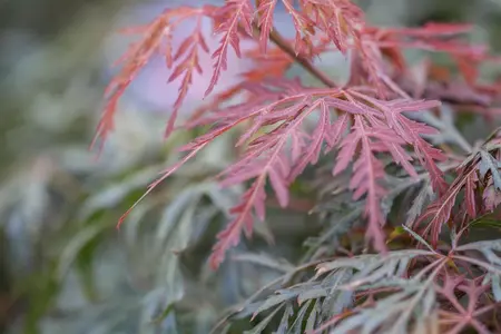 Acer palmatum 'Orangeola' - 25-30 CM C2 - image 2