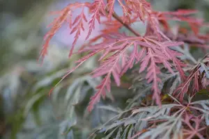 Acer palmatum 'Orangeola' - 25-30 CM C2 - image 2