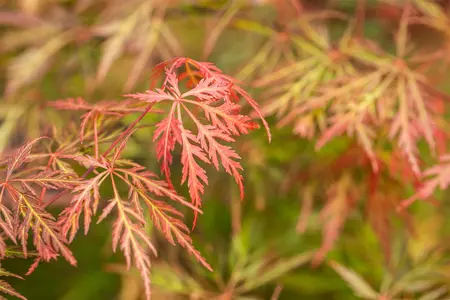 Acer palmatum 'Orangeola' - 25-30 CM C2 - image 3