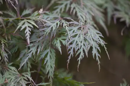 Acer palmatum 'Orangeola' - 25-30 CM C2 - image 5