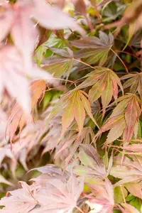 Acer palmatum 'Oregon Sunset' - 60 CM STEM C15 - image 3