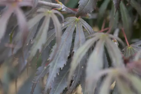 Acer palmatum 'Oregon Sunset' - 60 CM STEM C15 - image 1