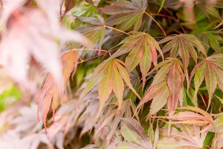 Acer palmatum 'Oregon Sunset' - 60 CM STEM C15 - image 2