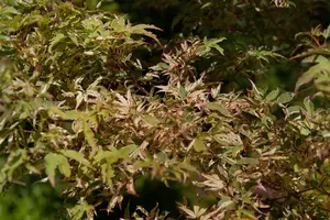 Acer palmatum 'Oridono-nishiki'