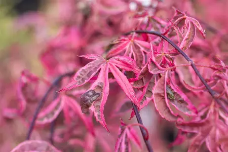 Acer palmatum 'Pink Passion' - 125-150 CM C20 - image 1